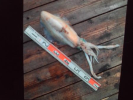 こかわ渡船　雅丸 釣果