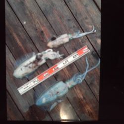 こかわ渡船　雅丸 釣果