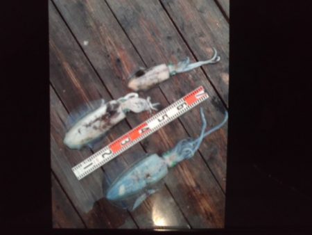 こかわ渡船　雅丸 釣果