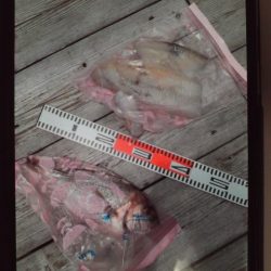 こかわ渡船　雅丸 釣果