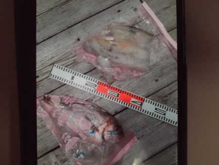 こかわ渡船　雅丸 釣果