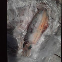 こかわ渡船　雅丸 釣果