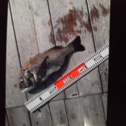 こかわ渡船　雅丸 釣果