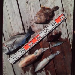 こかわ渡船 雅丸 釣果