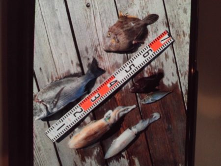 こかわ渡船　雅丸 釣果