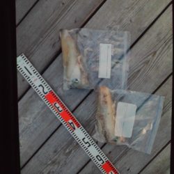 こかわ渡船　雅丸 釣果