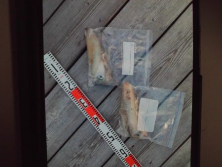 こかわ渡船　雅丸 釣果