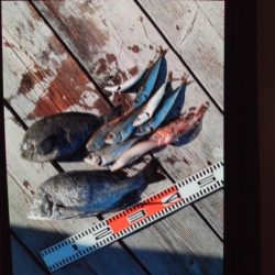 こかわ渡船　雅丸 釣果