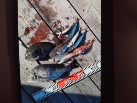 こかわ渡船　雅丸 釣果