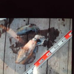 こかわ渡船　雅丸 釣果