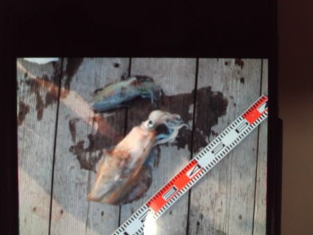 こかわ渡船　雅丸 釣果