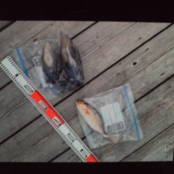 こかわ渡船　雅丸 釣果