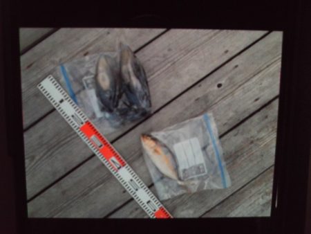 こかわ渡船　雅丸 釣果