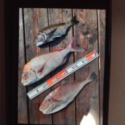 こかわ渡船　雅丸 釣果