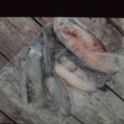 こかわ渡船　雅丸 釣果