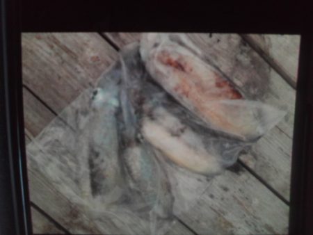 こかわ渡船　雅丸 釣果