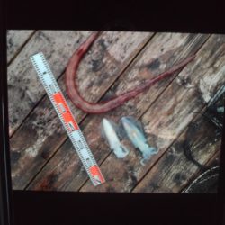 こかわ渡船　雅丸 釣果