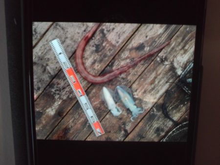 こかわ渡船　雅丸 釣果