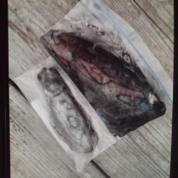 こかわ渡船　雅丸 釣果