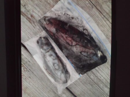 こかわ渡船　雅丸 釣果