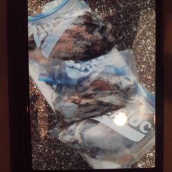 こかわ渡船 雅丸 釣果