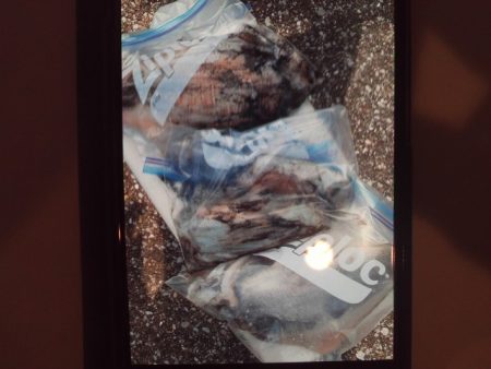 こかわ渡船　雅丸 釣果