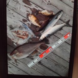 こかわ渡船　雅丸 釣果