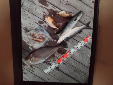 こかわ渡船　雅丸 釣果