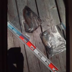 こかわ渡船　雅丸 釣果