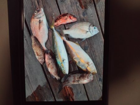 こかわ渡船　雅丸 釣果