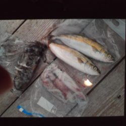 こかわ渡船 雅丸 釣果