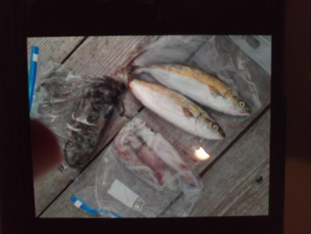 こかわ渡船 雅丸 釣果