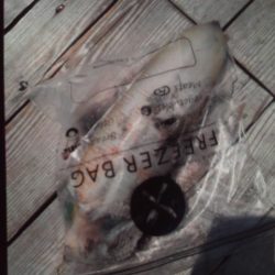 こかわ渡船　雅丸 釣果