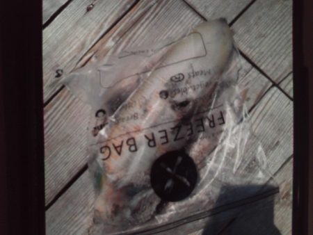 こかわ渡船　雅丸 釣果