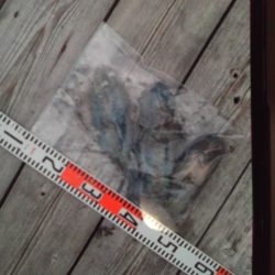 こかわ渡船　雅丸 釣果