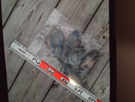 こかわ渡船　雅丸 釣果