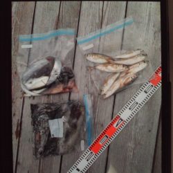 こかわ渡船　雅丸 釣果