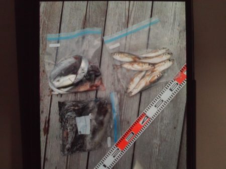 こかわ渡船　雅丸 釣果