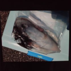 こかわ渡船　雅丸 釣果