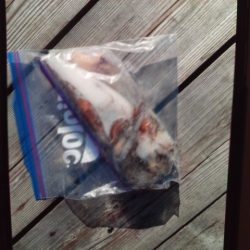 こかわ渡船　雅丸 釣果