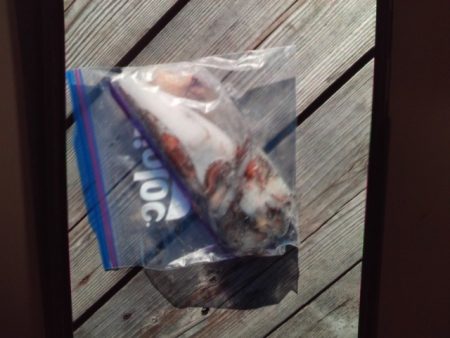 こかわ渡船　雅丸 釣果