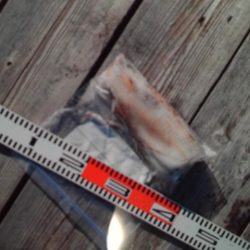 こかわ渡船　雅丸 釣果