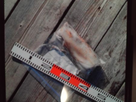 こかわ渡船　雅丸 釣果