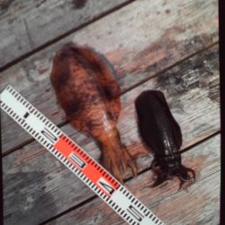 こかわ渡船　雅丸 釣果