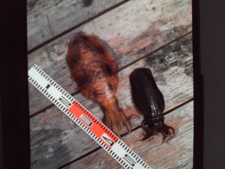 こかわ渡船　雅丸 釣果