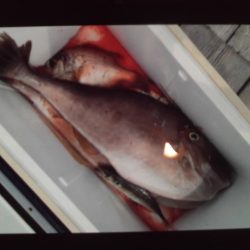 こかわ渡船 雅丸 釣果