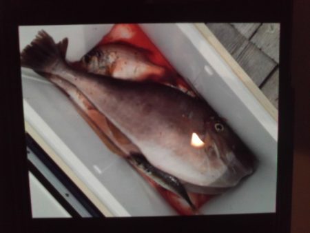 こかわ渡船 雅丸 釣果