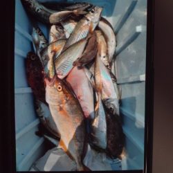 こかわ渡船　雅丸 釣果