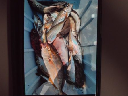 こかわ渡船　雅丸 釣果