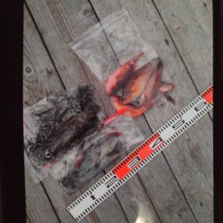 こかわ渡船　雅丸 釣果